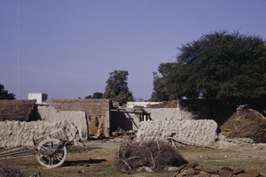 Farmyard in a village in Delhi
