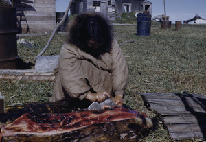 Scraping a seal skin with an ulu, a lunar shaped knife