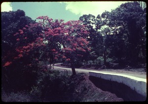 Gulmohar tree, Mysore forest