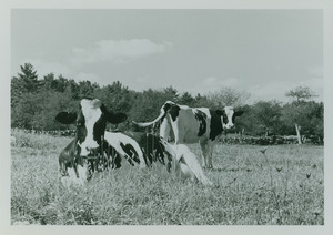 Holsteins at Roaring Brook Road