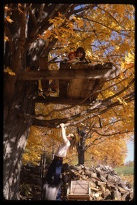 Children playing in a tree house in the fall, Montague Farm Commune