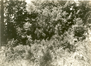 Forestry and Wildlife Management - Tripanese, Dr.
