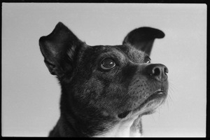 Unidentified dog, close-up, looking up intently