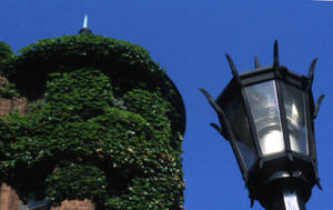 A Lamp Post and the East Gymnasia Tower Covered in Ivy