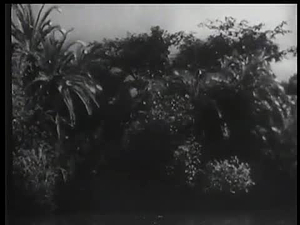 History of the Negro People; Heritage of the Negro