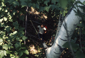 View down from 5 meters high in paper birch.