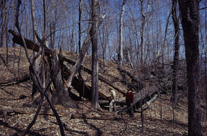 Thomas C. Jorling and Roger E. Bolton in front of storm-snapped (~1970) red oak (Quercus rubra) north of Permanent Plot 1042.