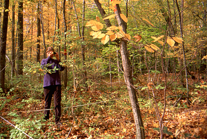 Aya Reiss (Class of 2000) in Permanent Plot 1233 establishing X- Y-coordinates of canopy trees. Ground truthing aerial photographs project - Plot 1233.
