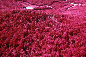 Aerial false color IR image of east side of Taconic Crest at White Rocks. False Color Infrared/True Color Project.