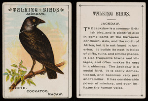 Talking birds, jackdaw, location unknown, undated