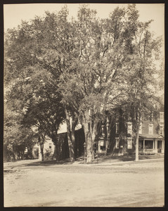Whipping post elm tree in front of sheriff's house's jail