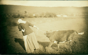 C. Alice Baker in costume as a woman dragging a calf, Deerfield, Mass., 1880s