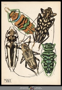 Insectes. Plate 4
