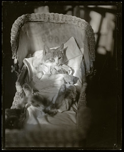 Kitty Gordon: cat in a baby buggy