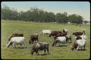Cows grazing on flat field