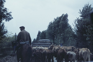 Farmer driving cows along the Georgian Military Highway