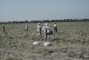 Women and children pick potatoes