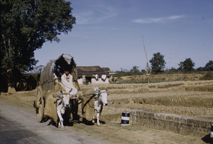 Oxcart on the road to Ranchi