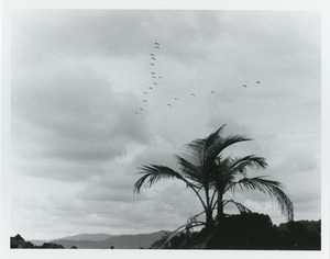 Palm and flock of pelicans