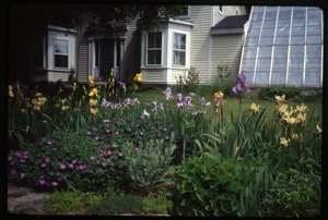 Flower plantings in front of the house and greenhouse, Montague Farm Commune