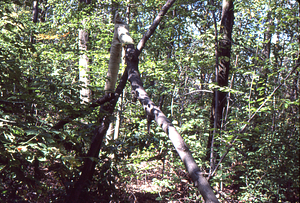 Karen McCoy's "Forest Lamentation" environmental art installation, the year after snow storm that bent the tree.