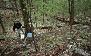 Jody Knight (Class of 1998) on the south boundary (sidehill site) working on spring ephemeral recolonization senior thesis.