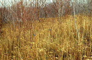 Chickadees in clearing at north side of Petersburg Pass.