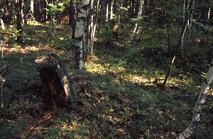 Grey birch and paper birch in old pasture inside Lower Loop Trail.