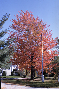 Sugar maples by the house - 336 Bulkley St. USFS Residence and Headquarters.