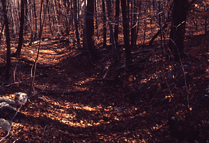Old road going up South Branch of Birch Brook.