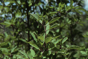 Mountain Holly (Ilex mucronata) on edge of the grid cell 1205 heath bald.
