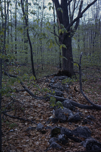 Sugar maple (Acer saccharum) and stone wall in grid cell 1127.