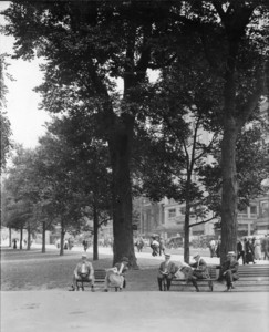 Trees on the west side of Tremont St. Mall looking northwest, Boston Common, Boston, Mass., August 3, 1914