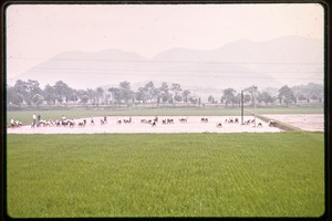 Planting rice - Digital Commonwealth
