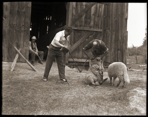 Uncle John Brooks and Ephrem Weston shearing sheep with mechanical shearing machine