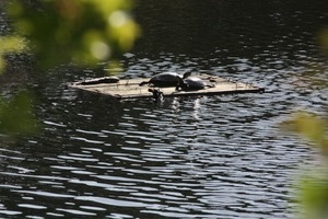 Painted turtles sunning on a float in a pond, Wellfleet Bay Wildlife Sanctuary