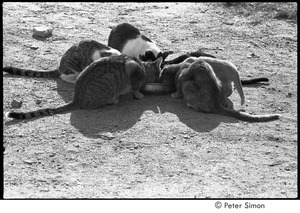 Six cats drinking from a bowl, Packer Corners commune