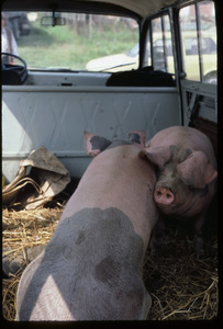 Pigs in panel truck