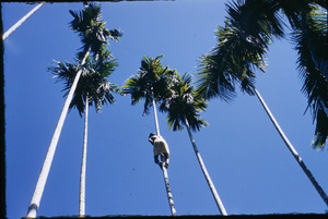 Climbing for coconuts in Kerala