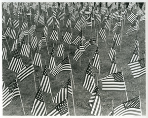 American flags at Memorial Park