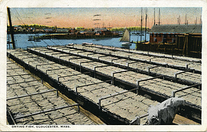Drying fish, Gloucester, Mass.