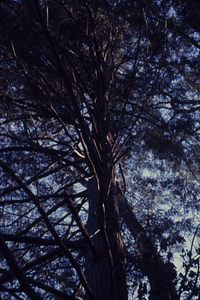 Eastern hemlock (Tsuga canadensis) canopy in the Beinecke Stand.