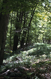 Vermont - Massachusetts state line boundary with hedgerow.