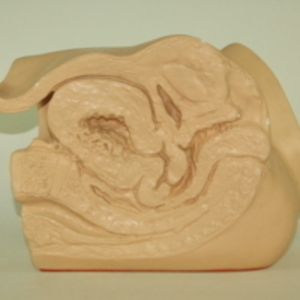 Replica of Dickinson-Belskie model of uterus after delivery, 1945-2007