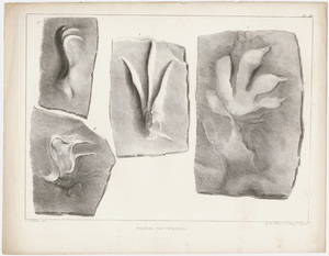 J. Peckham plate, "Fossil footmarks," 1841