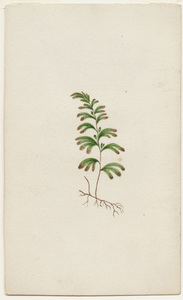 Watercolor drawing of unidentified botanical specimen with roots