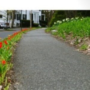 Tulips along the sidewalk