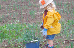 Harvesting vegetables at Commenets Farm