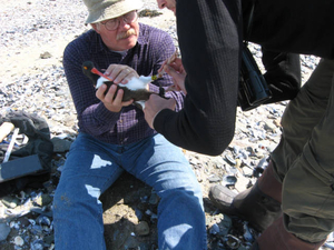 Tagging oyster-catchers on shore