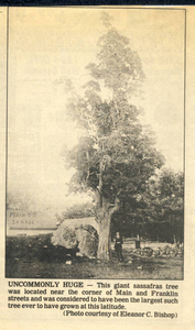 Captain George Batchelder sassafras tree